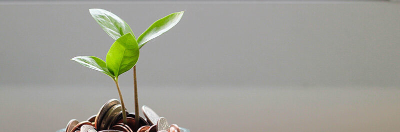 Seedling Growing From A Pile Of Money.